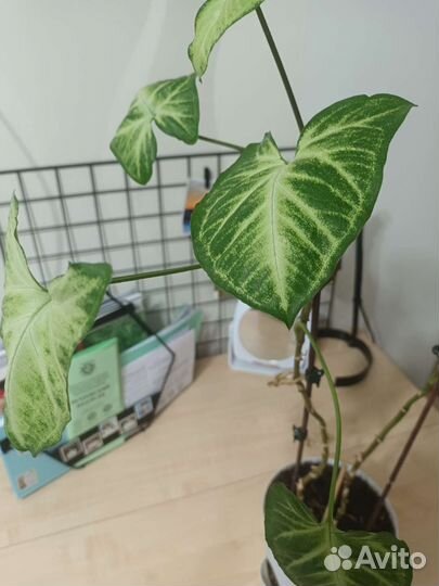 Цветок комнатный