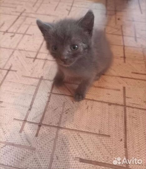 Кошки в добрые руки бесплатно