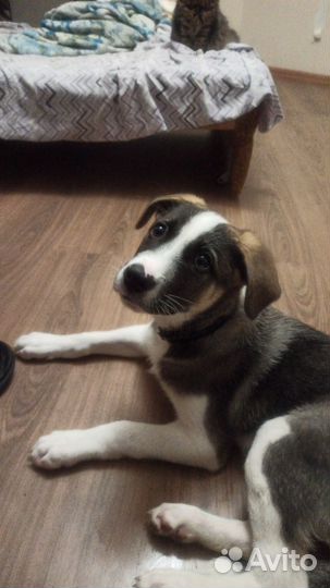 Щенок в добрые руки бесплатно