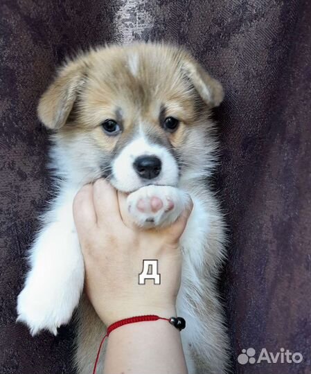 Вельш-корги пемброк