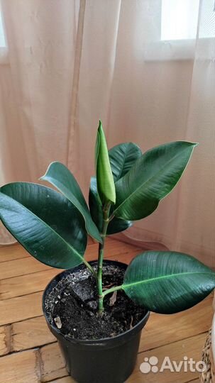 Фикус каучуконосный