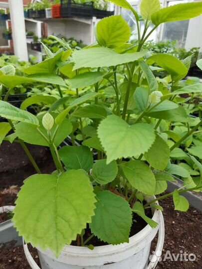 Гортензия древовидная