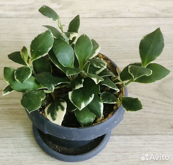 Hoya heuschkeliana albomarginata