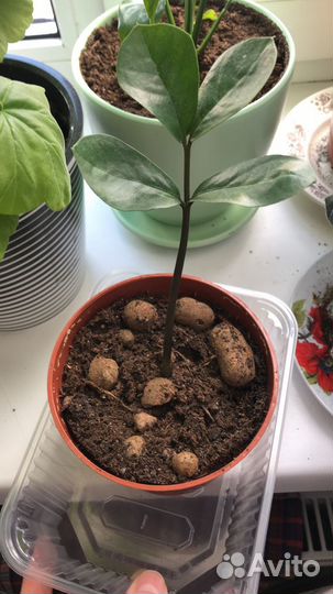 Замиокулькас