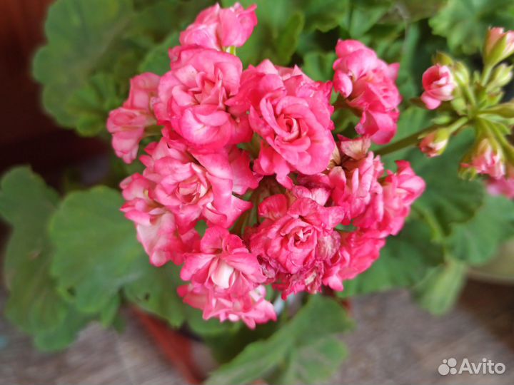 Пеларгония (мини розочки)
