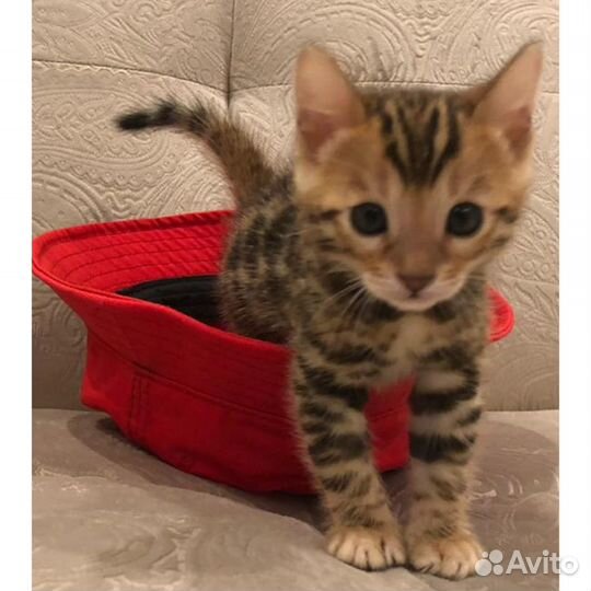 Малыши с рисунком леопарда