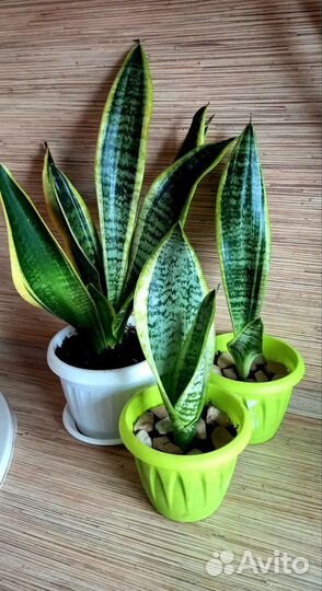 Сансевиерия или щучий хвост