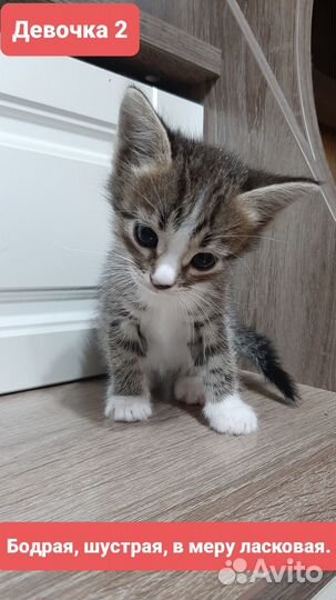 Котята бесплатно