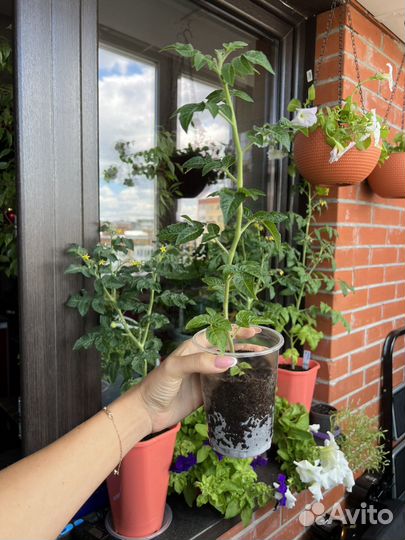 Рассада помидор (томатов) горшечные оранжевые