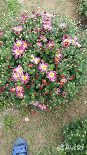 Хризантемы мультифлора