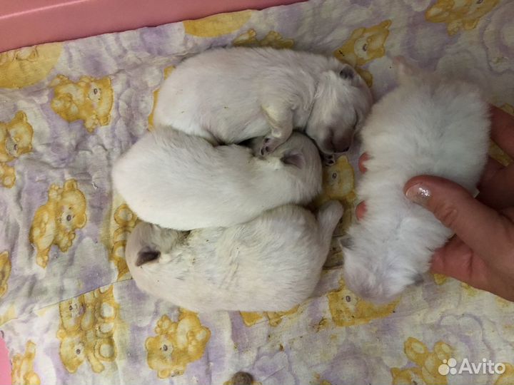 Шпицы mini micra мишки