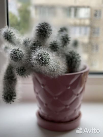 Кактусы и суккуленты