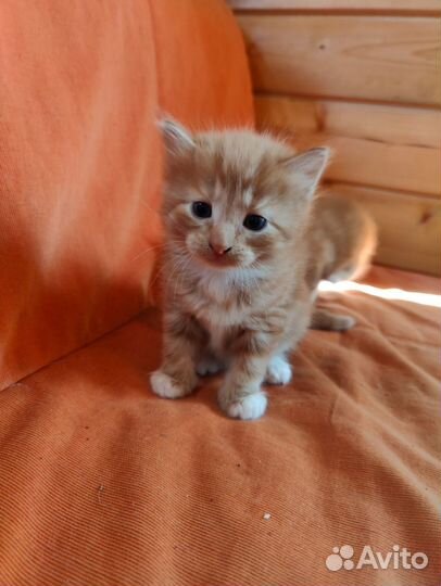 Счастье в добрые руки