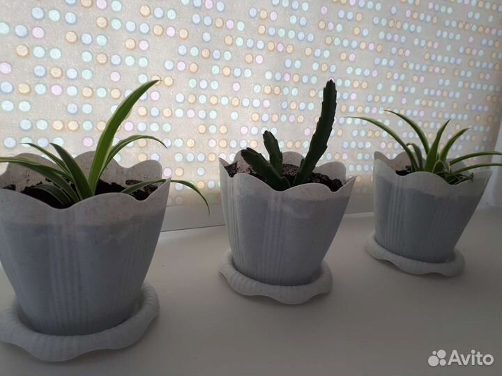 Хлорофитум