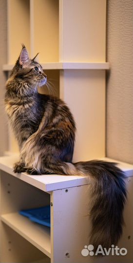 Котята мейн-кун
