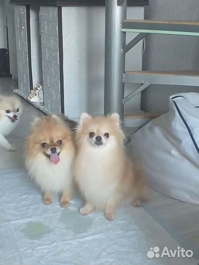 Шпице девочки продажа или обмен