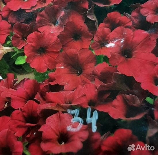Петуния