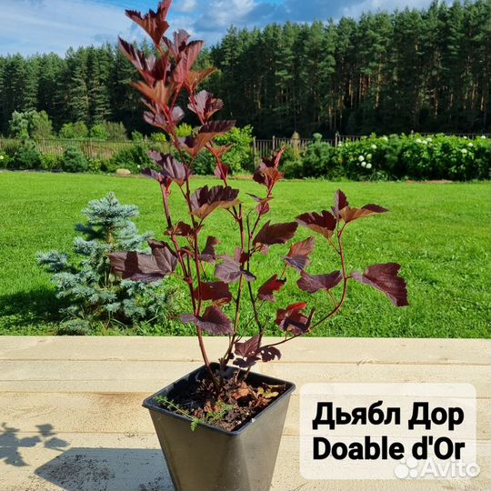 Пузыреплодник