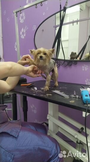 Стрижка собак