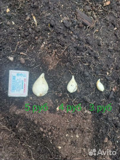 Луковицы тюльпанов