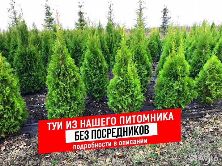 Туя Смарагд 1 м оптом и в розницу