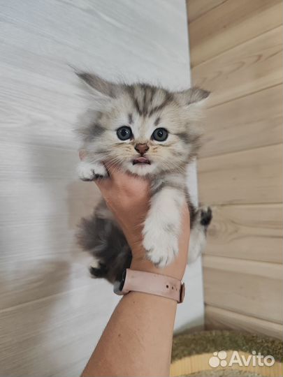 Британский длинношерстный котик