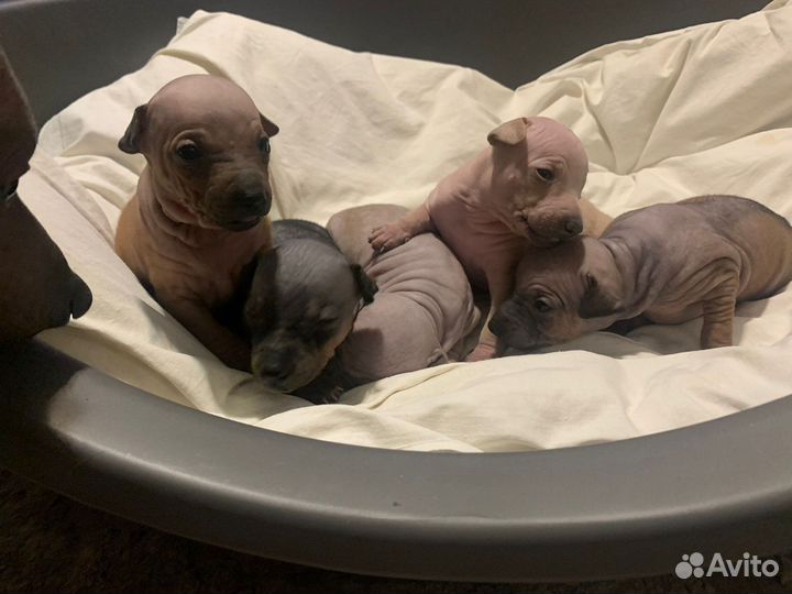 Щенки американского голого терьера