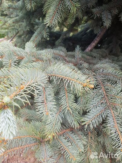 Ель голубая