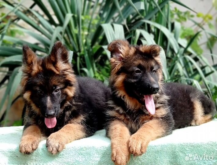 Питомник Голд Магда,щенки немецкой овчарки