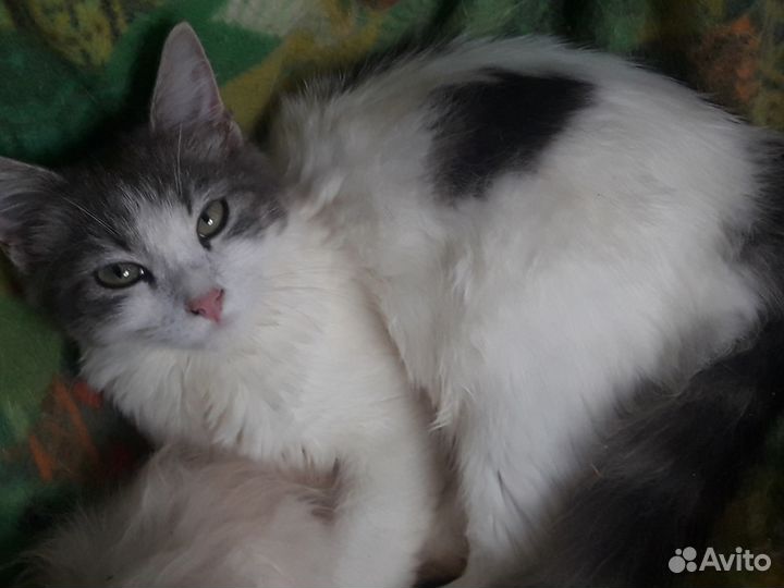 Серебристо - белая девочка