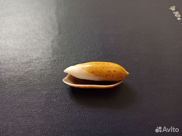 Морская раковина