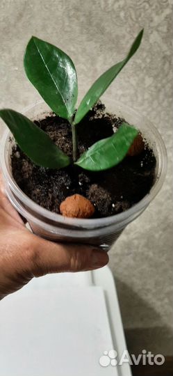 Замиокулькас