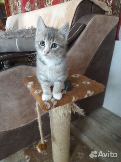 Британские котята