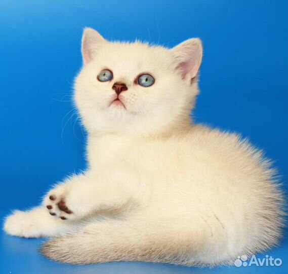 Роскошные котята британской шиншиллы