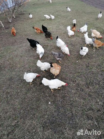 Домашние куриные яйца