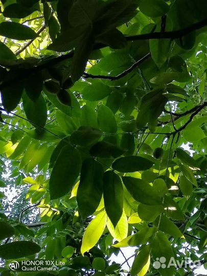 Саженцы маньчжурского ореха