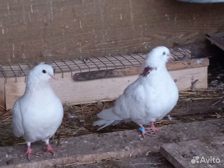 Ижевские голуби