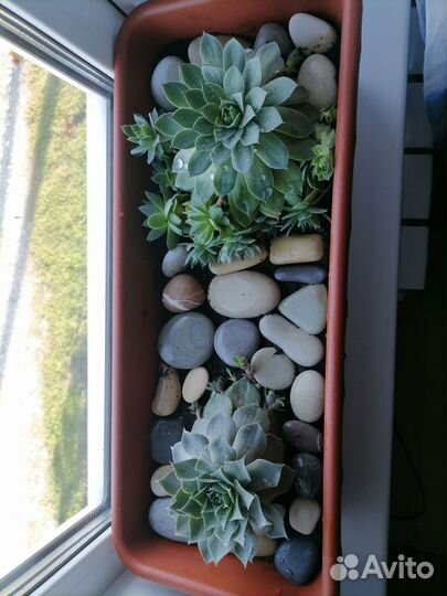 Молодило каменная роза