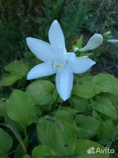 Хоста королевская