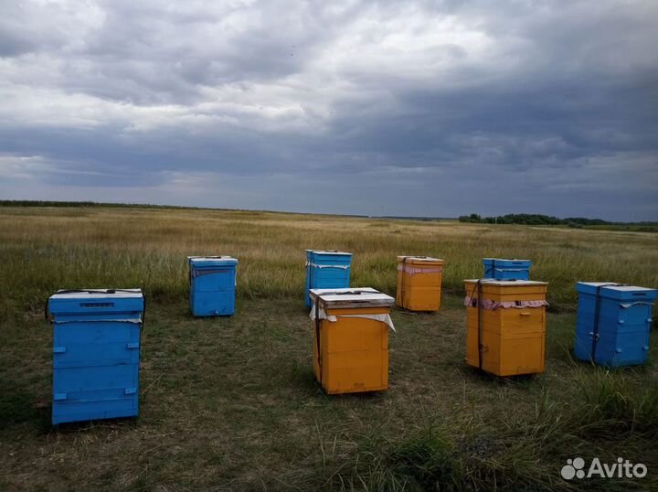 Мёд Еланский, с личной пасеки