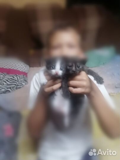 Котята в добрые руки мальчик и девочка