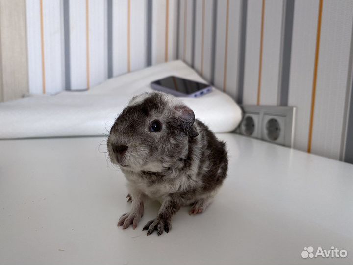 Морская свинка тедди