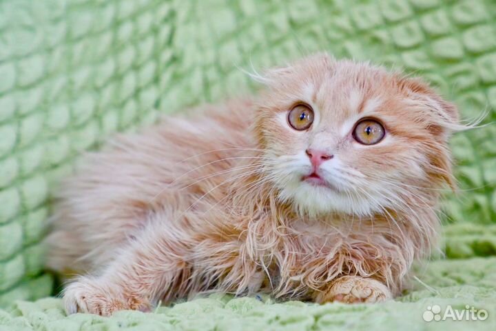 Мандаринчик в добрые руки