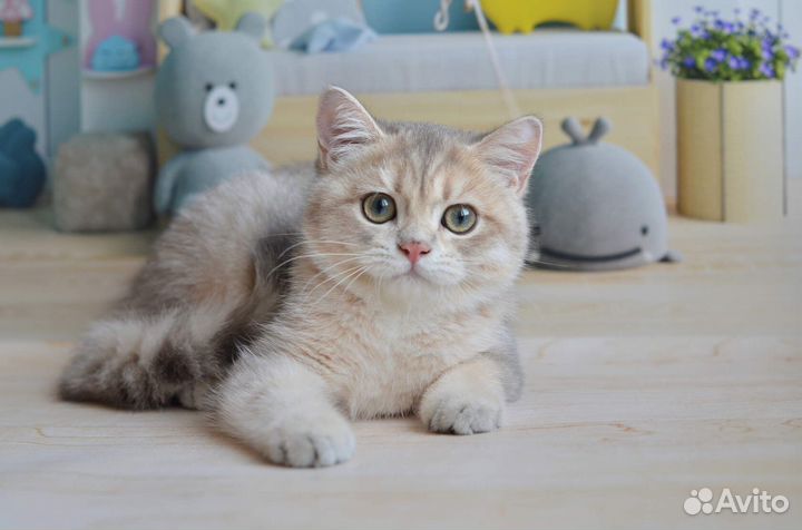 Голубое золото