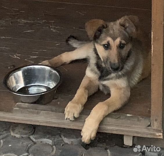 Лисичка ищет дом