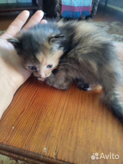 Котенок
