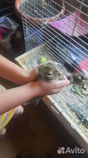 Чилийская белка дегу