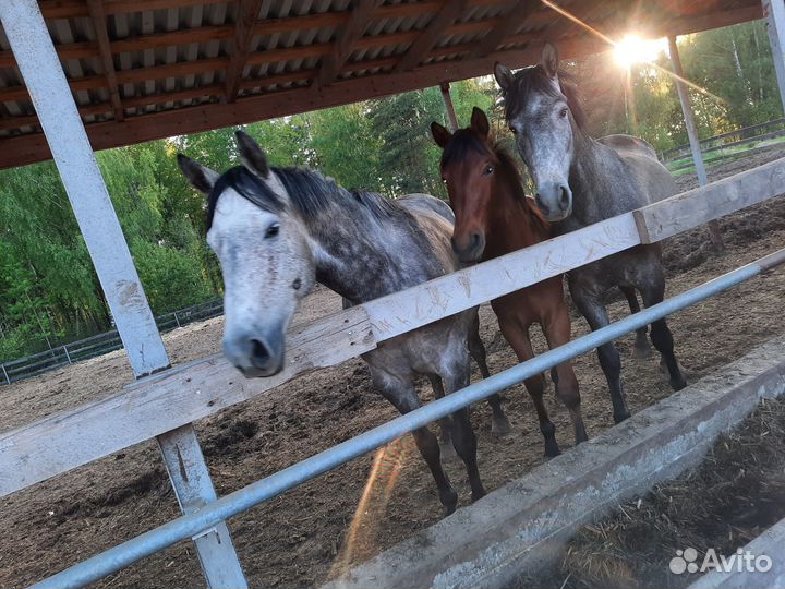 С/х животные