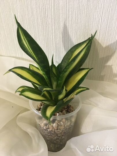Сансевиерия Бронь