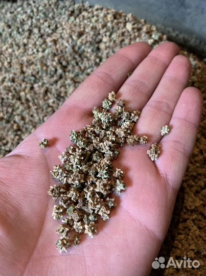 Семена кормовой свеклы